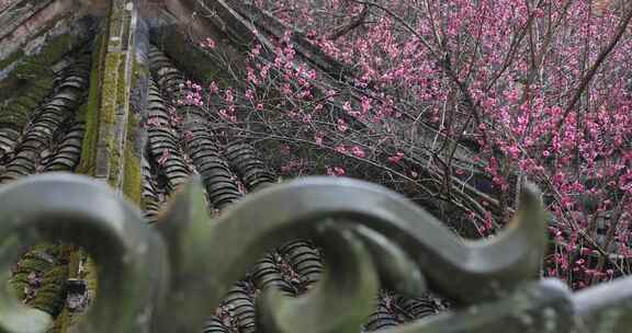 浙江天台国清寺隋梅绽放古建筑局部特写