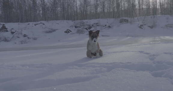 宠物狗在雪地里玩耍