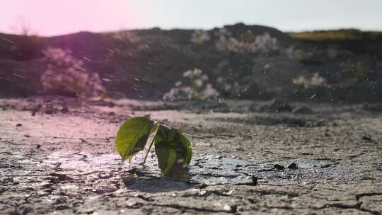 水洒在打破干燥地面的小萌芽上