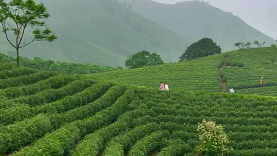 清晨茶山上行走的女子休闲度假