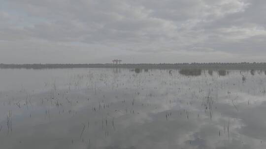 美丽中国-生态湿地湿地鸟群