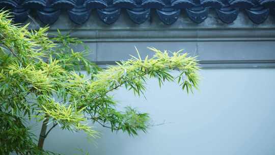 竹子和传统中式建筑白色围墙