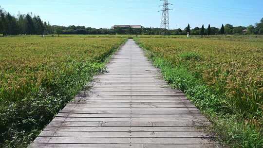 浙江金华浦江上山文化遗址公园