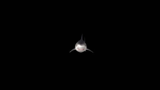 鲨鱼游过摄像机，阿尔法频道