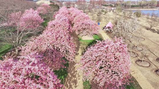 上海 春天 樱花 樱花雪 辰山植物园樱花