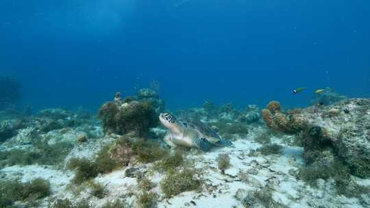 海龟，海洋，海洋生物，水下