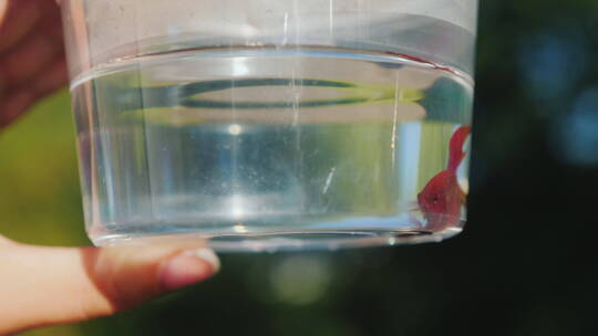 一条鱼在容器里游泳