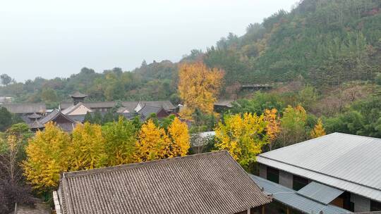 陕西秦岭古观音禅寺银杏树合集城市景观