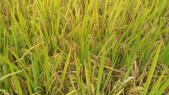 水稻稻谷大米农业粮食丰收稻田谷子视频素材模板下载