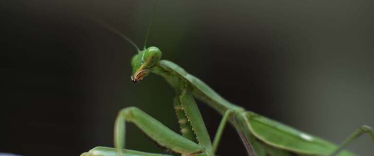 螳螂，昆虫，bug，特写，宏