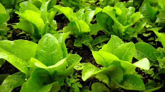 新鲜绿色有机蔬菜青菜农作物