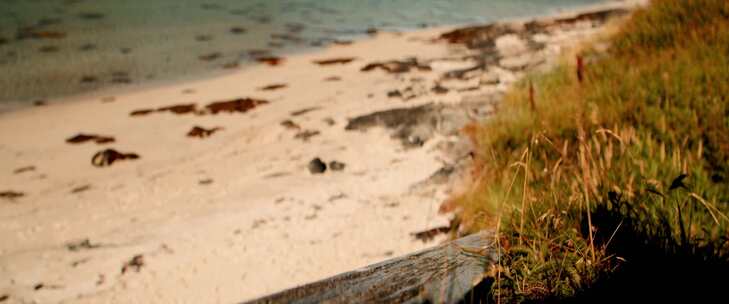 Lofoten，挪威，海岸，草地