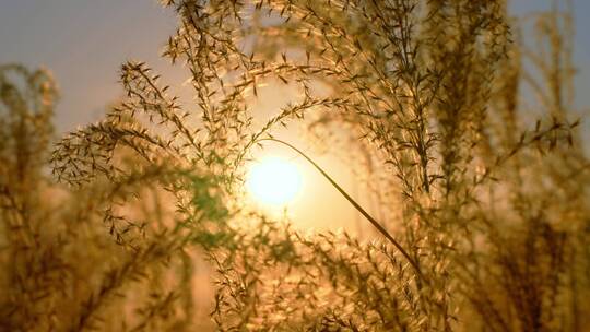 夕阳芦苇荡视频素材模板下载