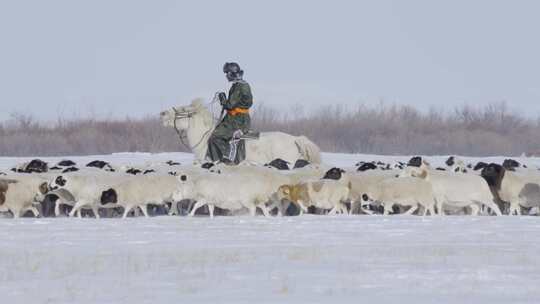 航拍内蒙古草原牛马羊群