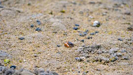 海南三亚退潮后沙滩上出洞觅食的螃蟹视频素材模板下载
