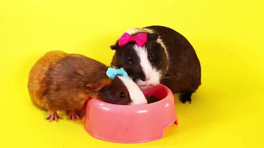 豚鼠洞穴猪吃食物有趣的镜头