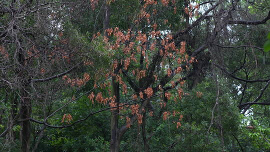 下雨天雨水拍打树叶
