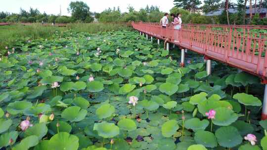 荷花 池塘 小桥