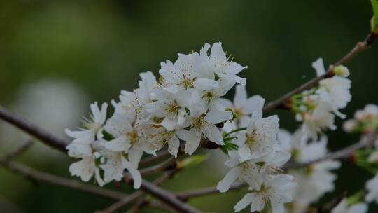 樱桃树开花白色樱花