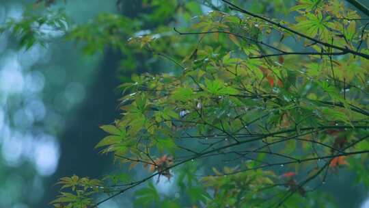 森林下雨枫叶雨滴