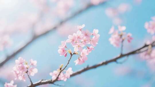 春日花开：百花齐放与蜂蝶共舞