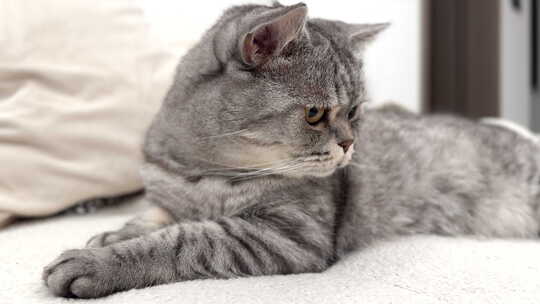 手机拍摄的沙发上的猫咪