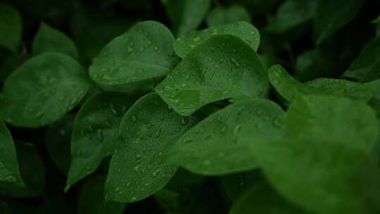 下雨雨水大自然水滴滴水生长
