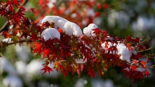 雪后初晴的枫叶（视频原声）视频素材模板下载