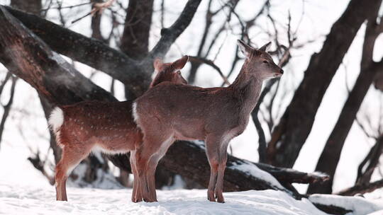 东北吉林冬季野生小鹿慢动作升格拍摄