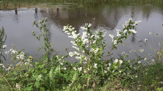 河岸边盛开的花朵