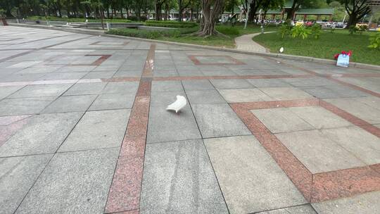 顺峰山公园环境小鸟白鸽飞翔