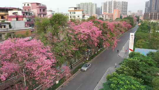 中国广东省广州市荔湾区坦尾美丽异木棉