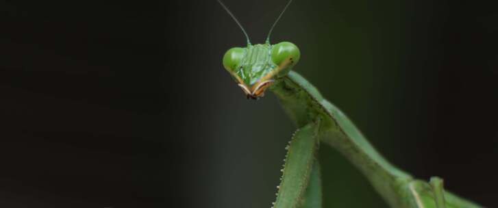 螳螂，昆虫，bug，特写，宏