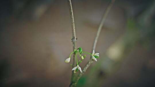 【正版素材】春天植物