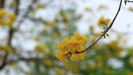 黄花风铃木