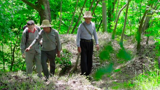 工人上山采摘霍山石斛天然石斛种植基地