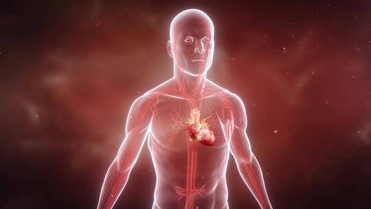 人体心跳器官跳动三维动画特写视频素材模板下载