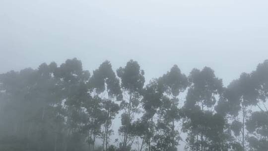 雾天树木树枝阴天树林雨天森林山间云雾缭绕