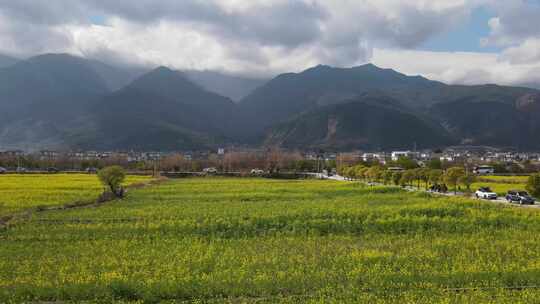 航拍大理苍山脚下大片油菜花田