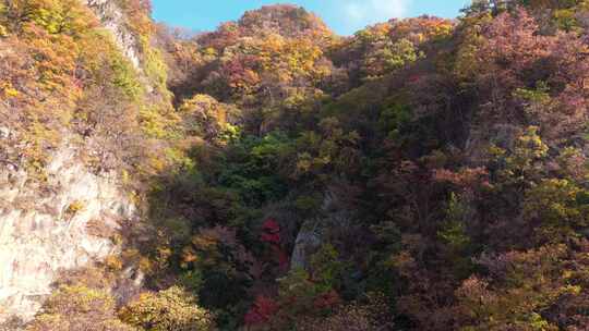 秋季森林自然风景实拍