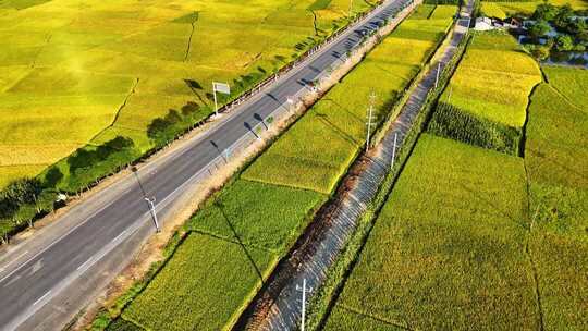 公路旁金黄稻田俯瞰景象