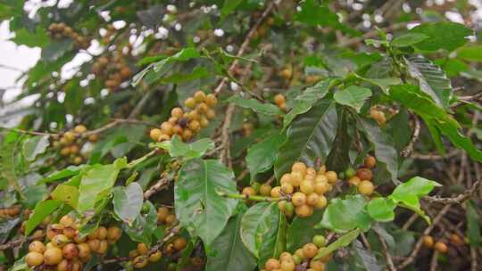 巴西咖啡豆种植园视频素材模板下载