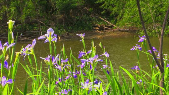 河边的紫色小花视频素材模板下载
