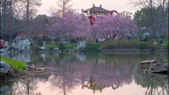 武汉东湖樱园粉色樱花与落日延时镜头