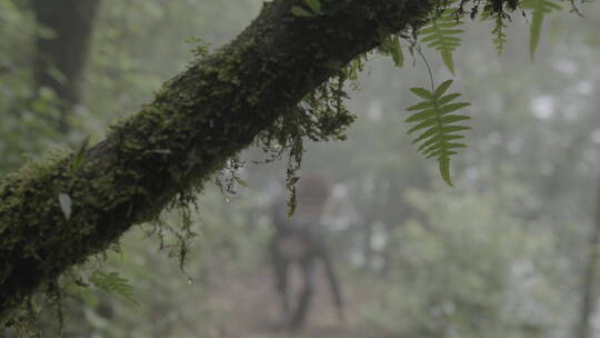 在大山里行走