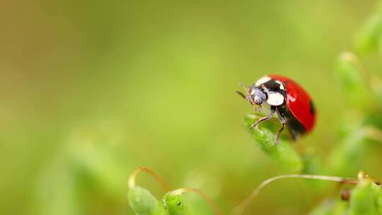 森林绿草中瓢虫的特写野生动物