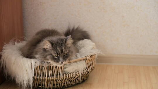 柳条篮子里卧着一只猫