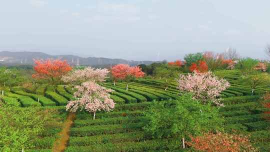 湖南郴州高椅岭樱花园