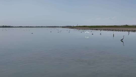 4k航拍黑河湿地水鸟鹤视频素材模板下载