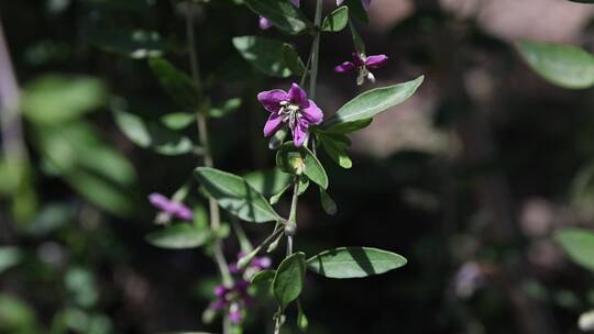 枸杞花摇摆